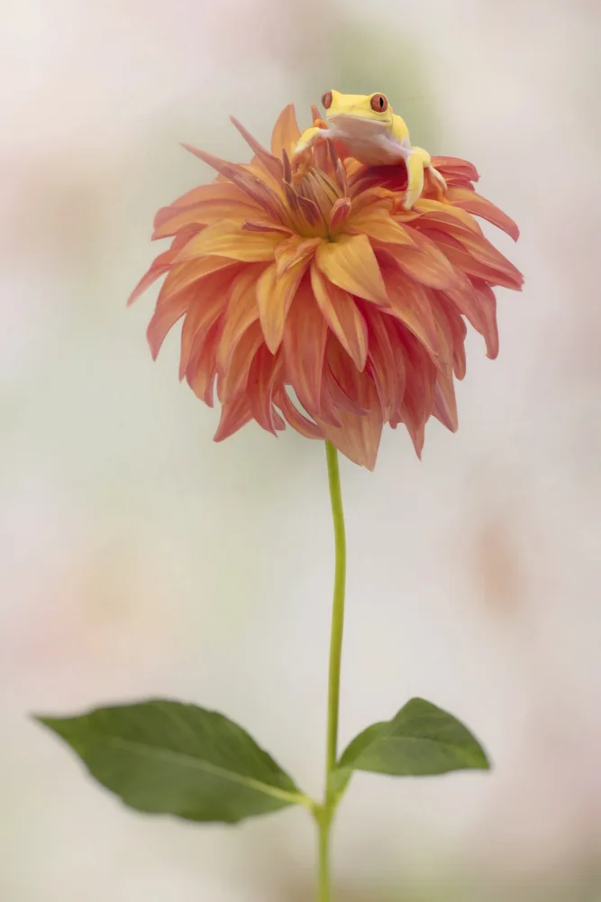 Lester, D Linda: Albino Red Eyed Tree Frog on a Dahlia