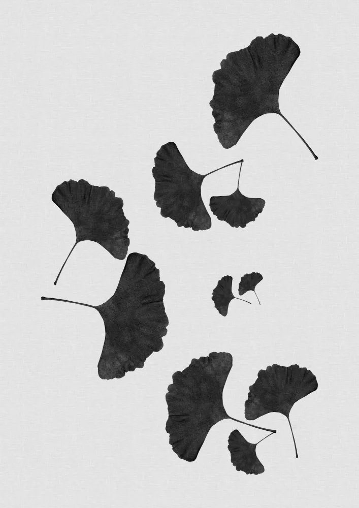 Studio, Orara: Foglia di ginkgo bianco e nero I