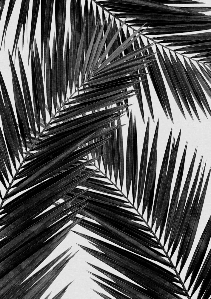 Studio, Orara: Foglia di palma in bianco e nero III