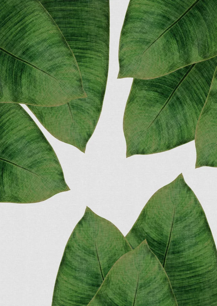 Studio, Orara: Banana Leaf I