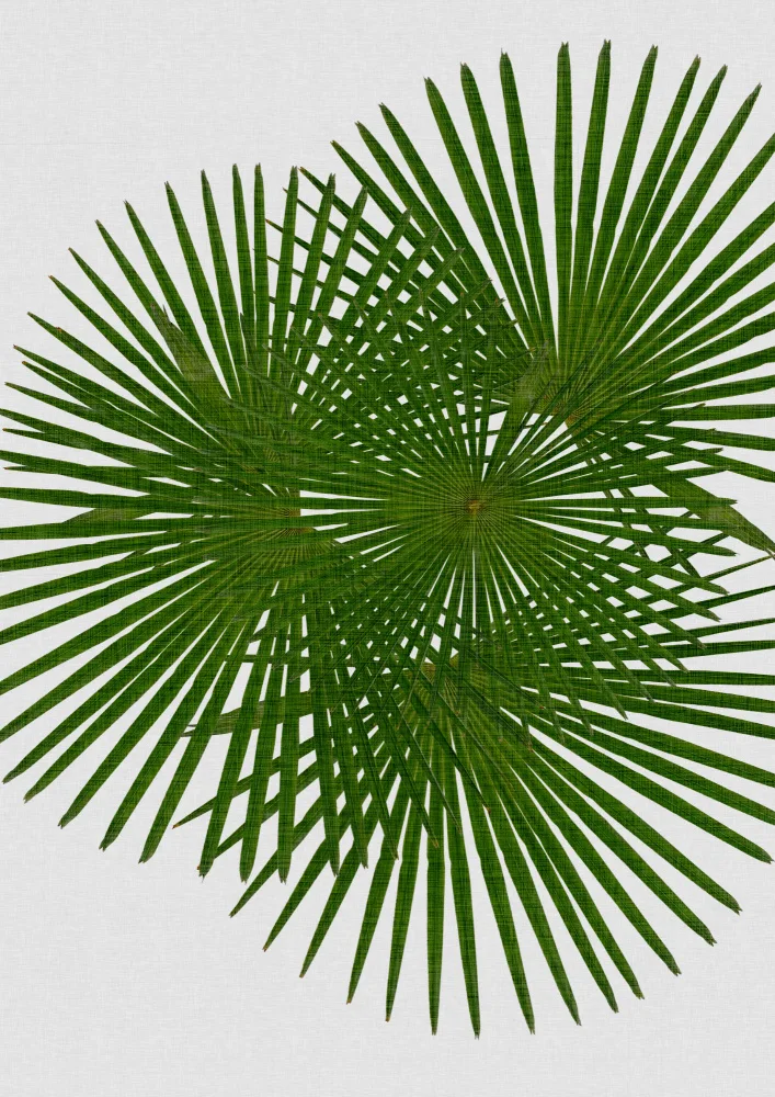Studio, Orara: Fan Palm