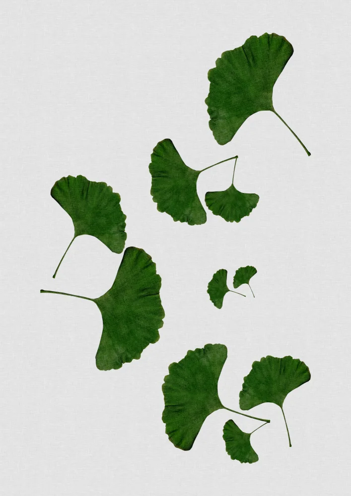 Studio, Orara: Foglia di ginkgo I