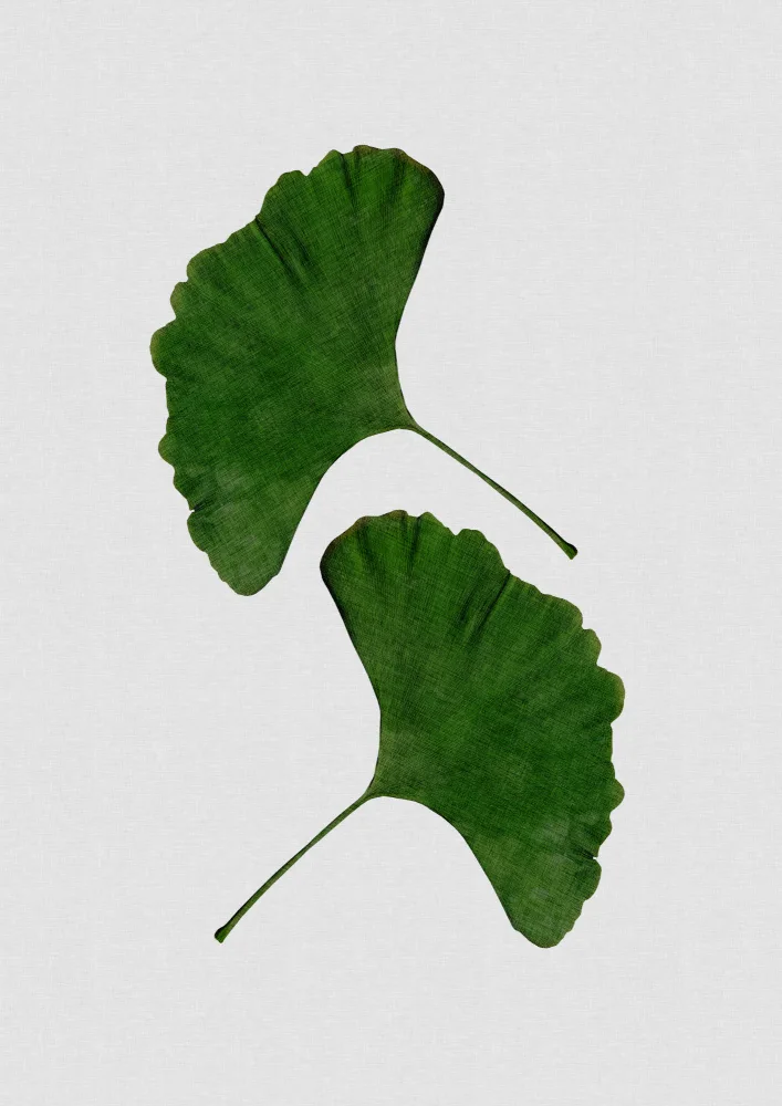 Studio, Orara: Foglia di ginkgo II