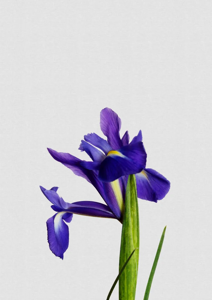 Studio, Orara: Iris Still Life