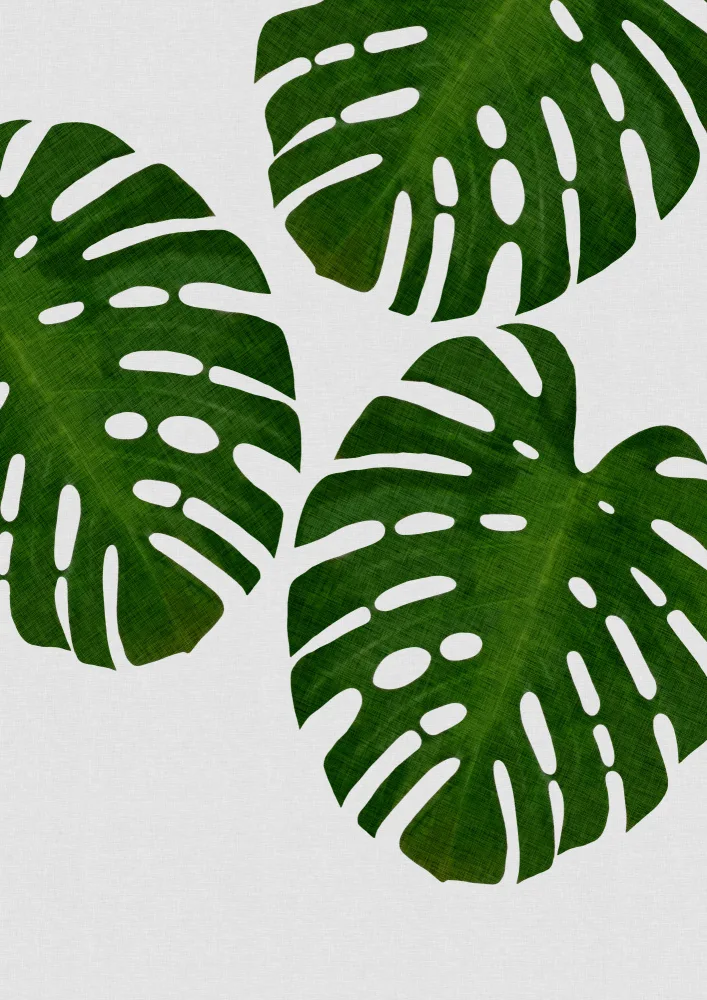 Studio, Orara: Foglia di Monstera III