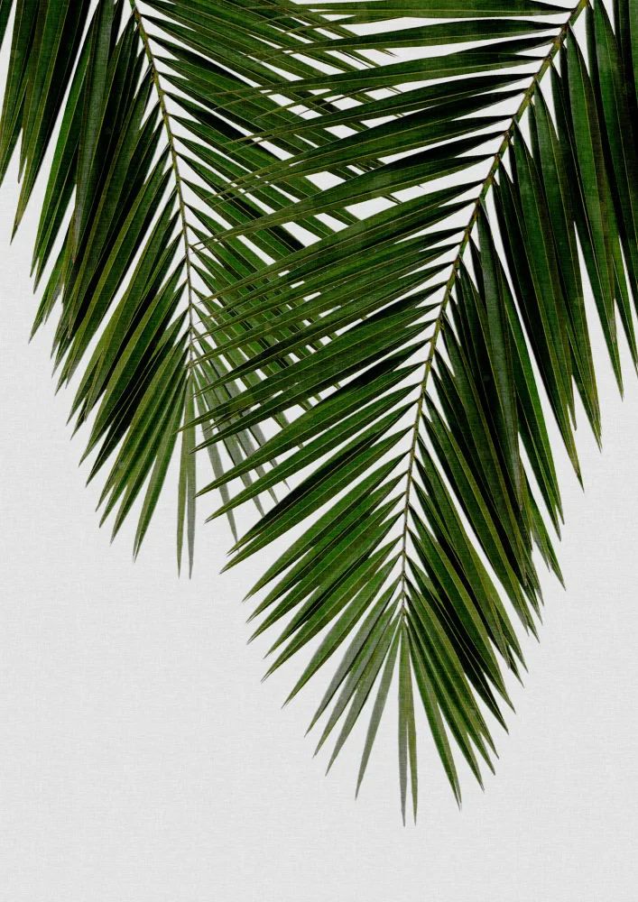 Studio, Orara: Palm Leaf II