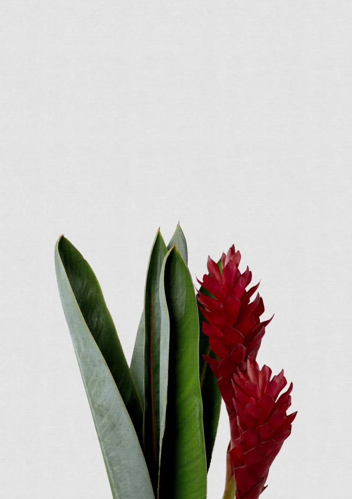 Studio, Orara: Red Flower