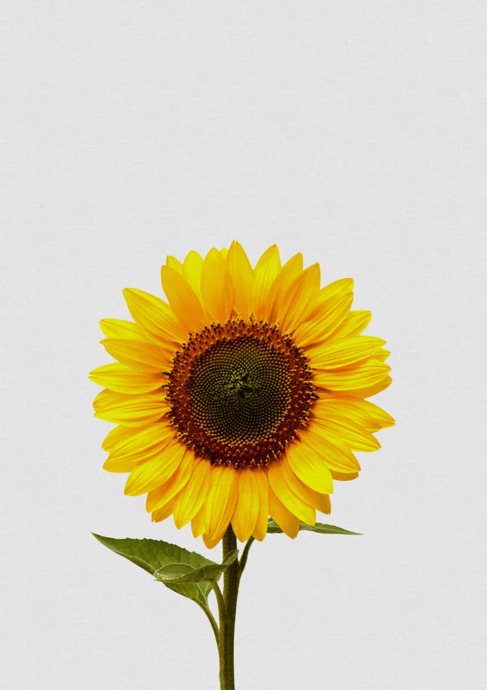 Studio, Orara: Nature morte au tournesol