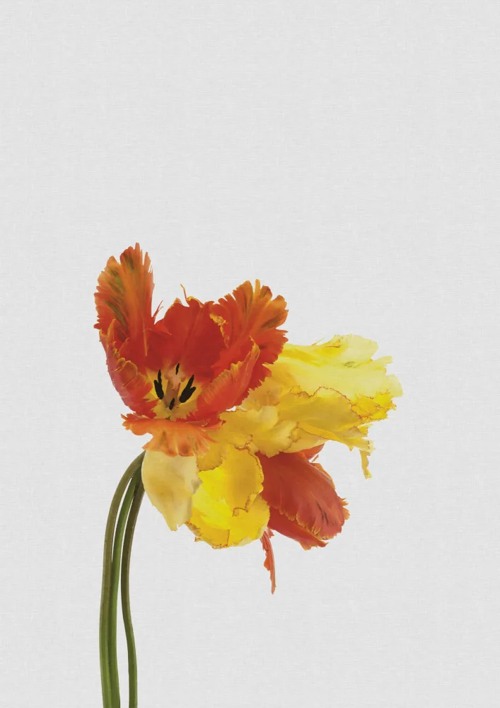 Studio, Orara: Tulip Still Life