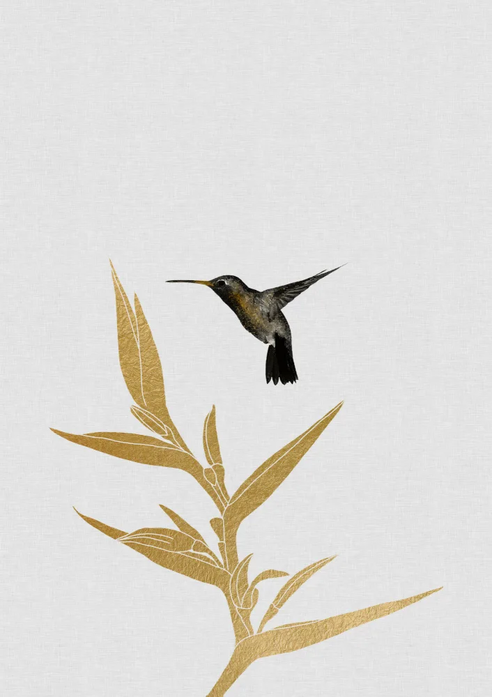 Studio, Orara: Kolibri & Blume Ii
