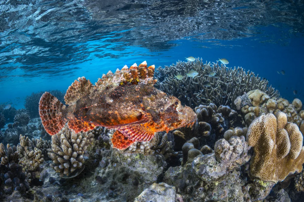 Gabriel, Barathieu: Tassled scorpionfish