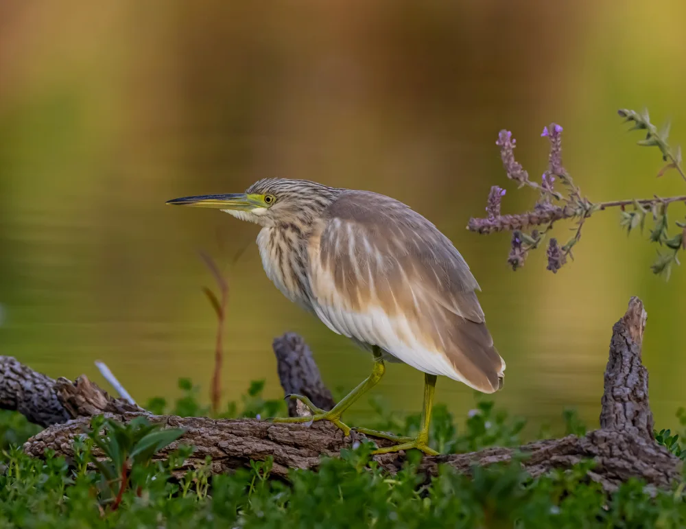 Procaccia, Itamar: Squacco Heron