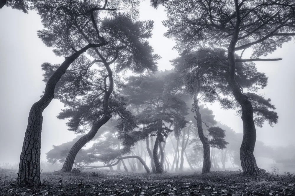 Seo, Tiger: Dancing Trees