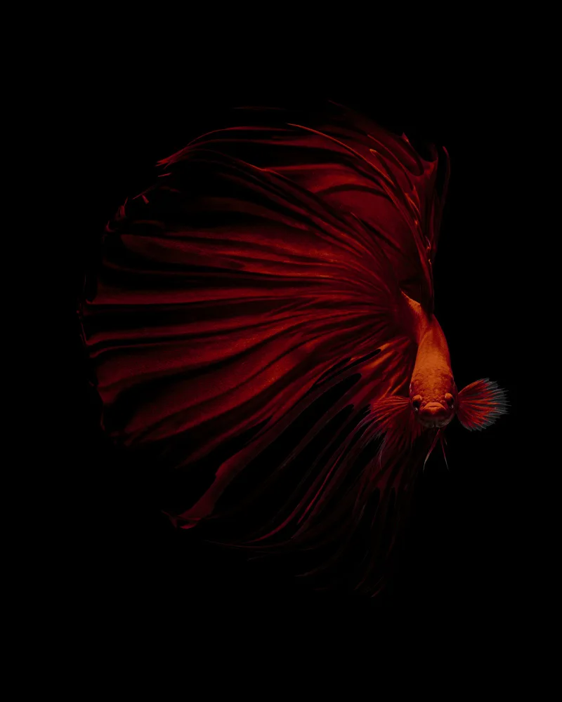 Halil, Andi: EL ROJO