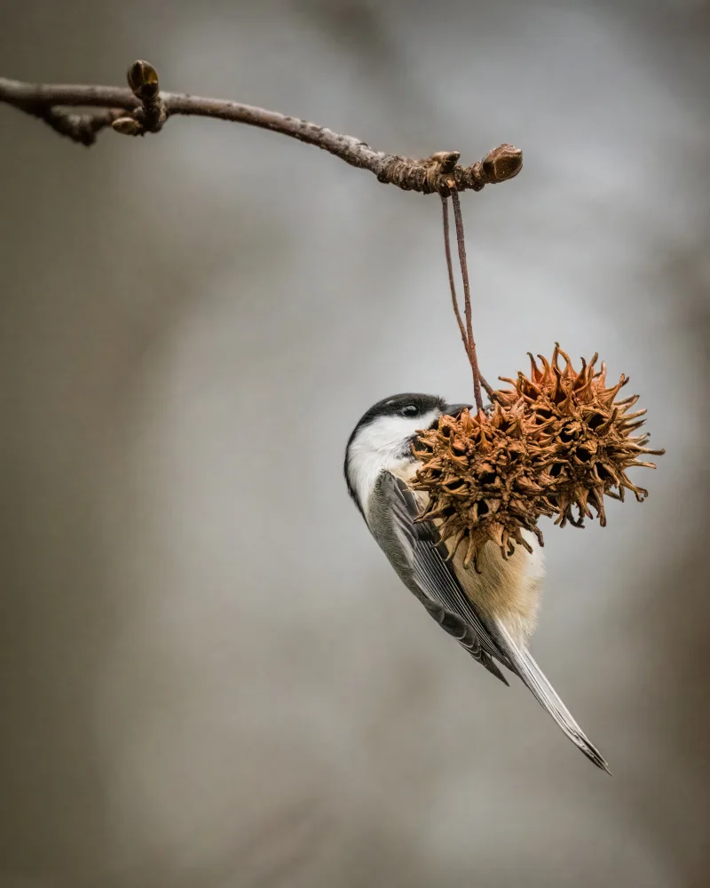Cai, Xiao: Black-Capped Chickadee