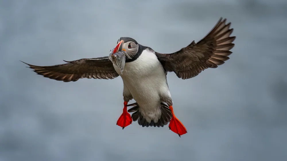 Xiao, Hanping: Puffin Con Il Pesce Bocca piena