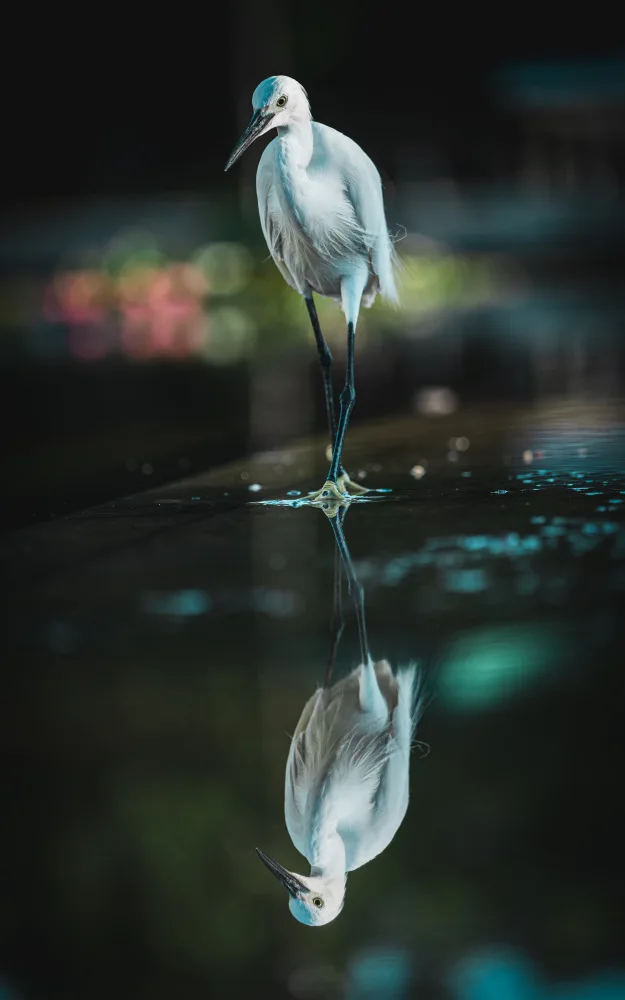 YusukeMatsumoto: Waterside bird
