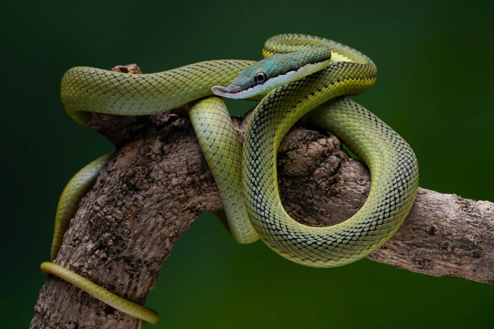 Setiadi, Ajar: green snake