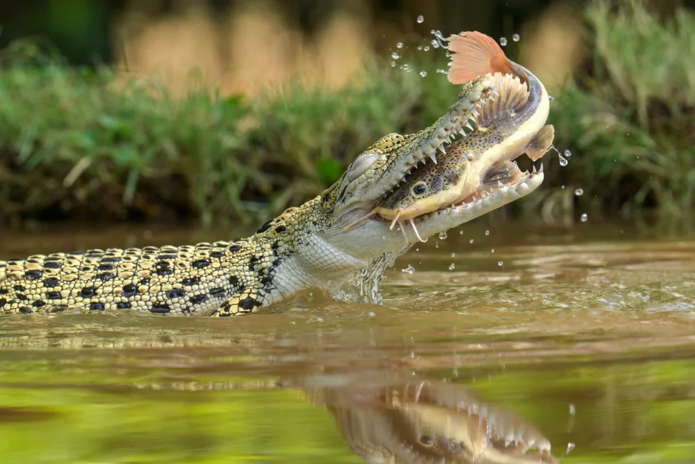 Setiadi, Ajar: got the big fish