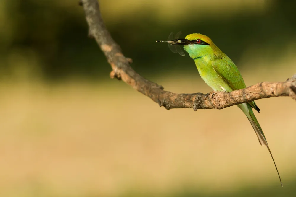 Tambe, Kedar: Bee-eater with kill