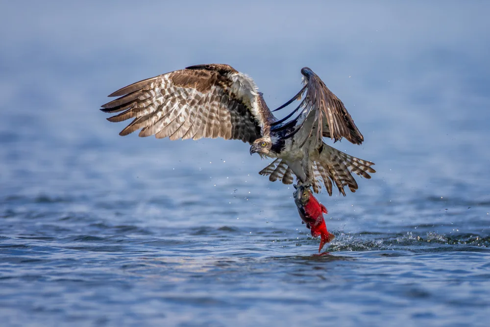 Wang, Max: Osprey with a Kokanee Salmon