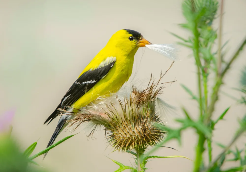 Lapa, Marek: American Goldfinch