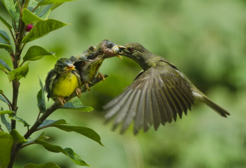 Aditya, Rawisyah: Feeding