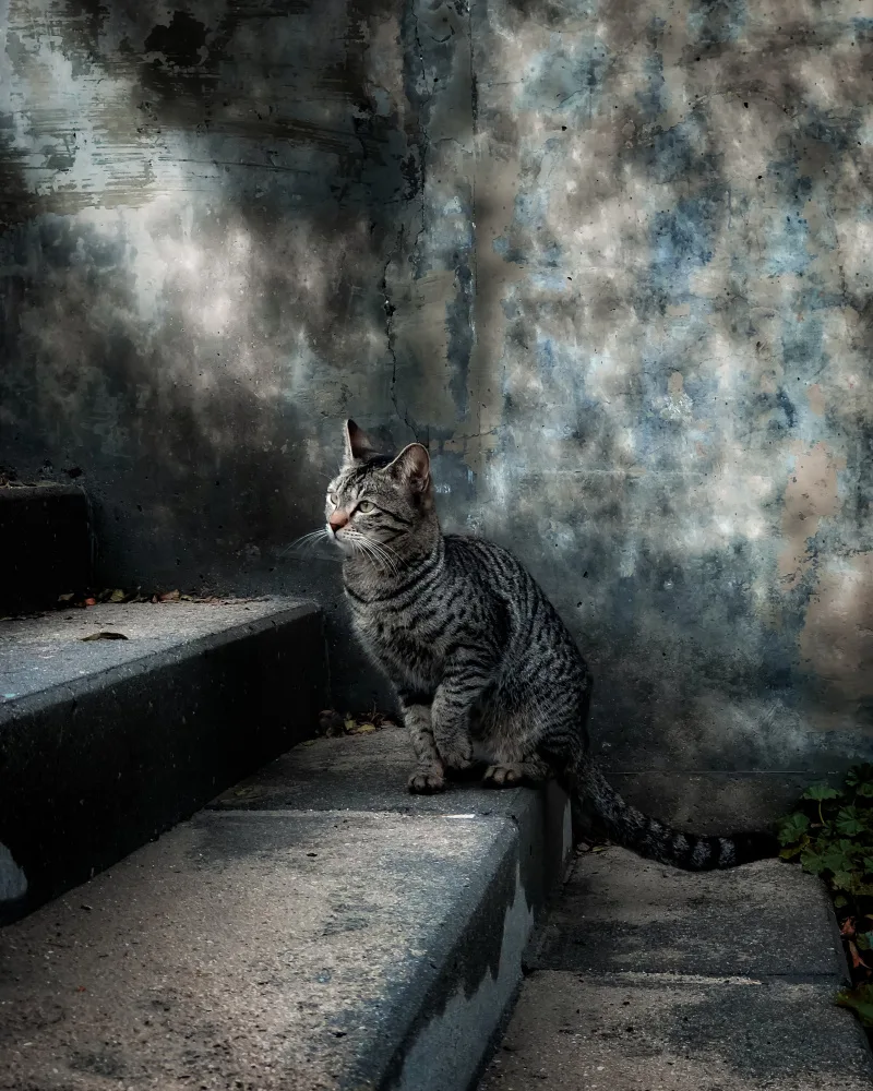 Abuzaid, Abdullah: Un gatto di strada in una giornata piovosa