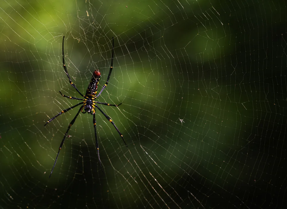 Pancareken, Yavuz: Waiting For Prey