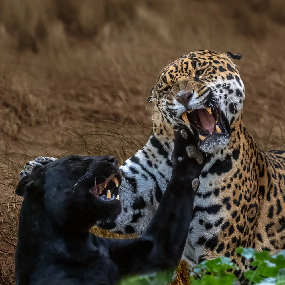 Bennion, David: Panther versus Jaguar