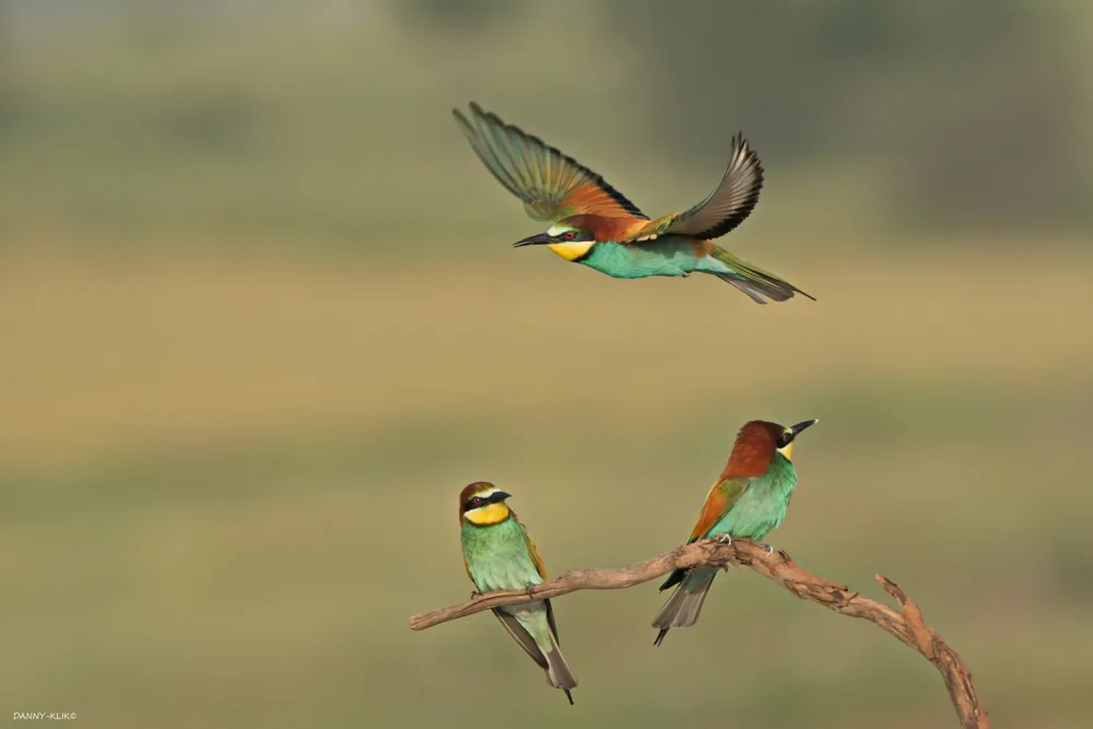Gdalevitz, Dan: Bee-eaters
