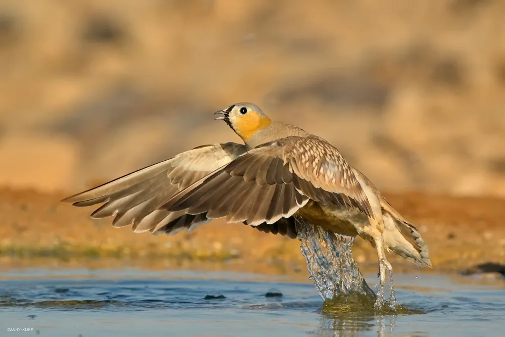 Gdalevitz, Dan: Takes off