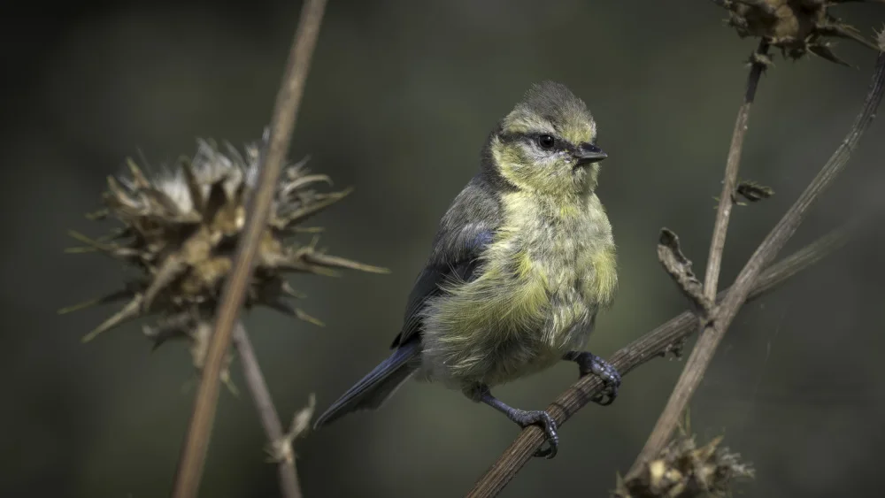 Benso, Gilles: Mésange bleue