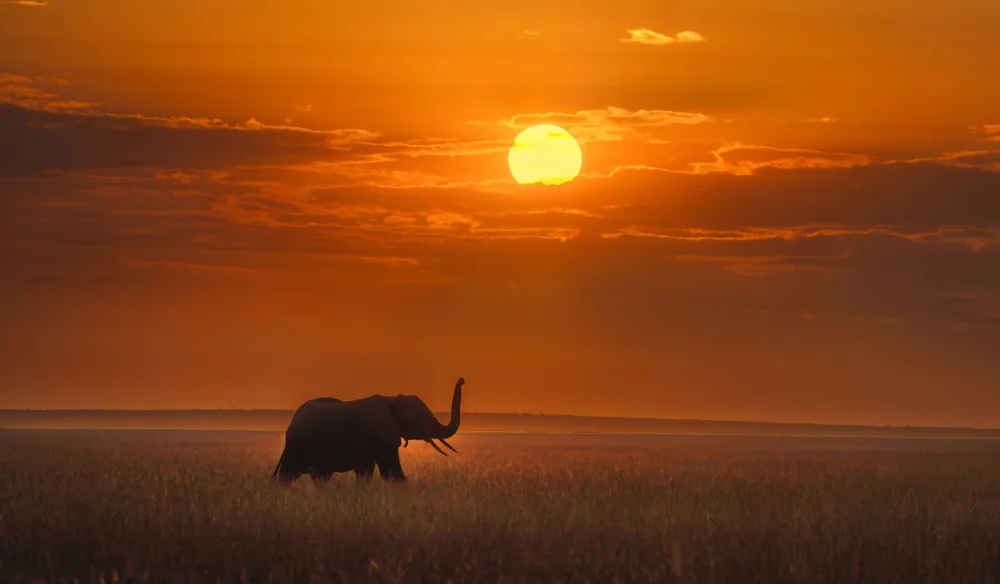 LI, MIN: Elefante al amanecer