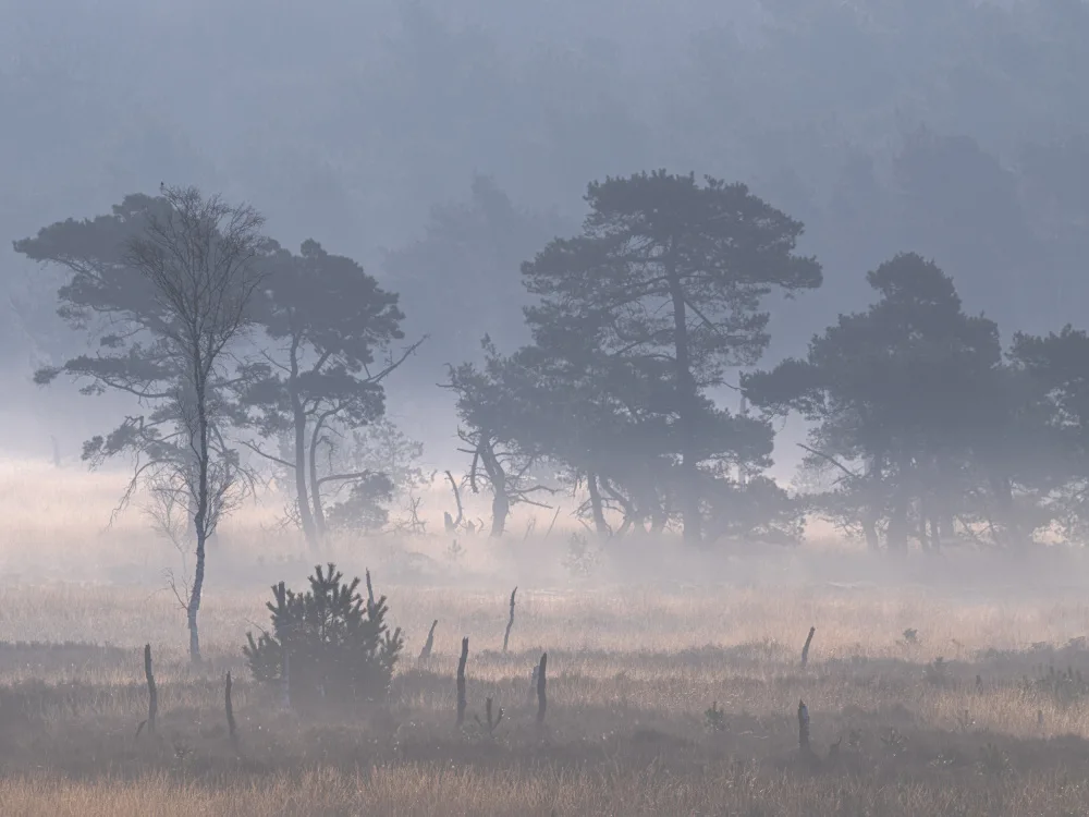 Goossens, Henk: Kalmthoutse Heide mit Bodennebel