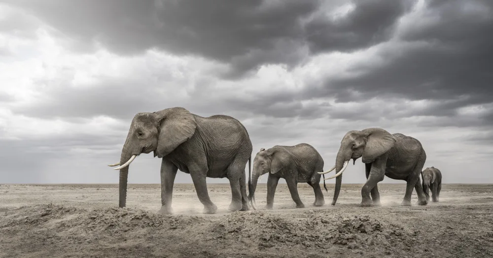 Guijt, Richard: Gentle giants