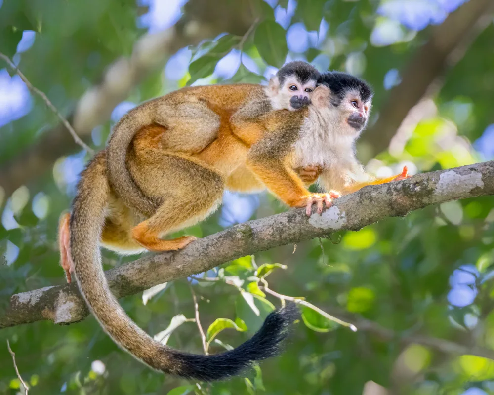 Wei, and Siyu: Mother and baby monkey