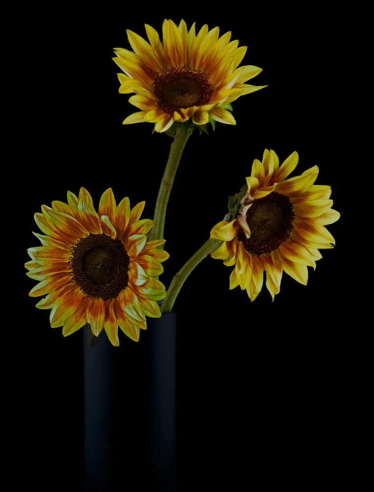 jlloydphoto: Girasoles en las sombras