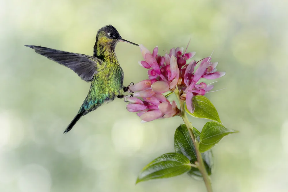 Lester, D Linda: Colibrì della Costa Rica