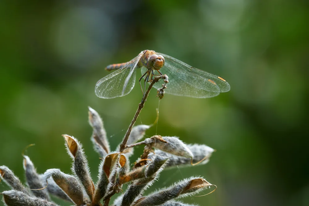 Balzer, Bodo: Dragonfly resting on lupine seedpods