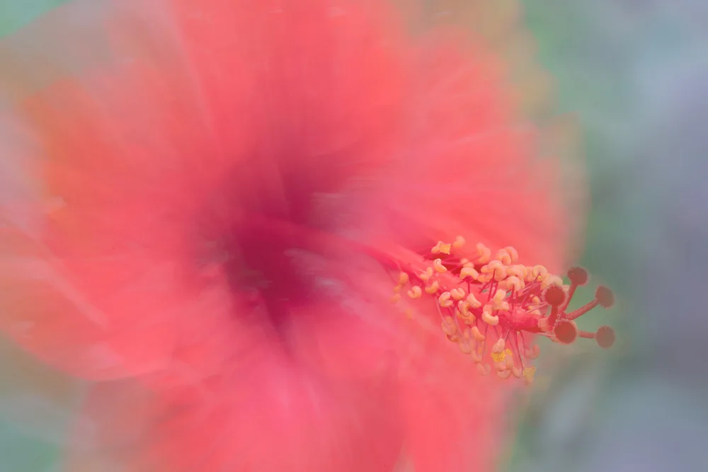Thies, Dirk Florent: Blumen aus unserem Garten (Lomé) - Malvaceae