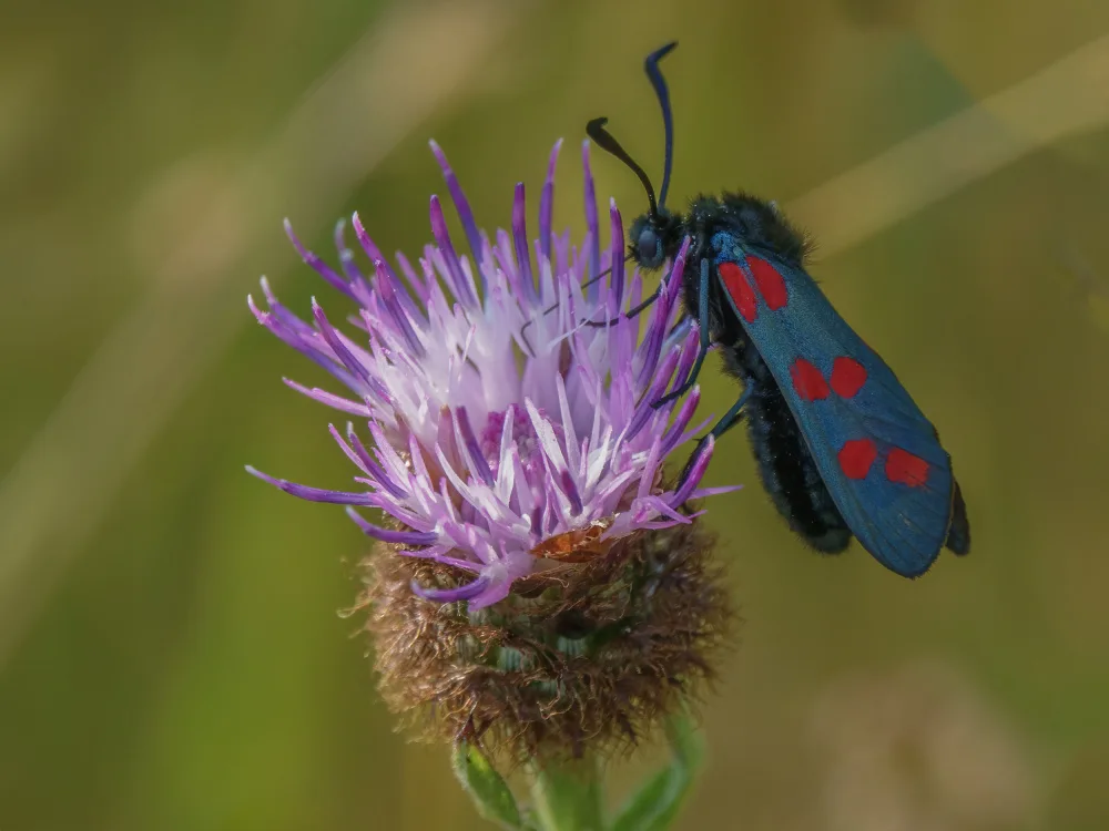 Bennion, David: Six spot Burnett moth