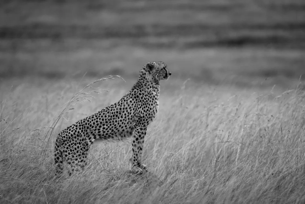 Chawla, Shobhit: cheetah times Maratriangle
