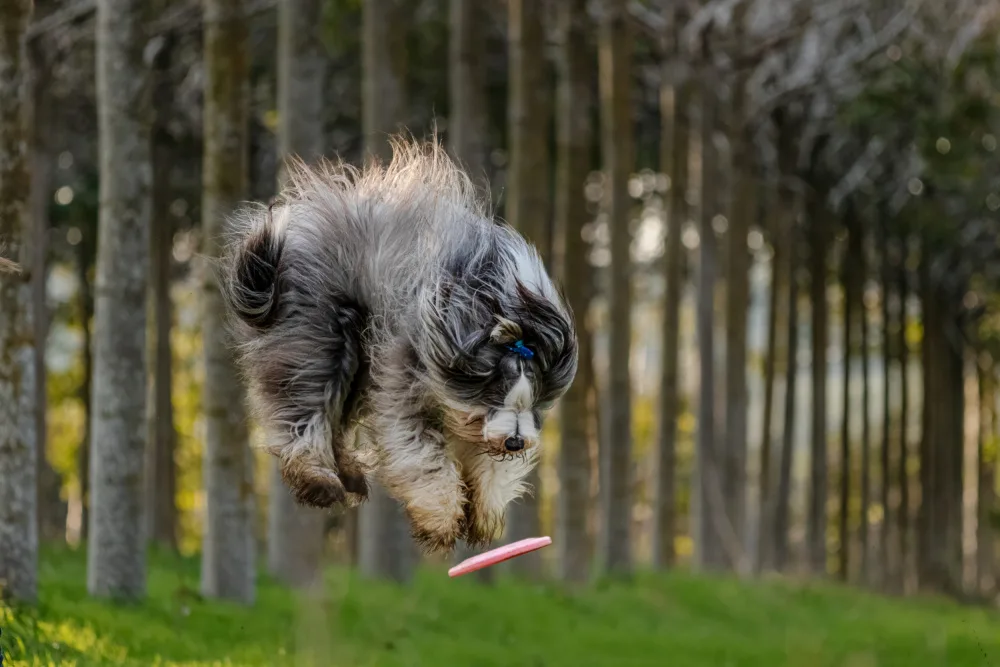 Koller, Gila: Dog and Frisbee