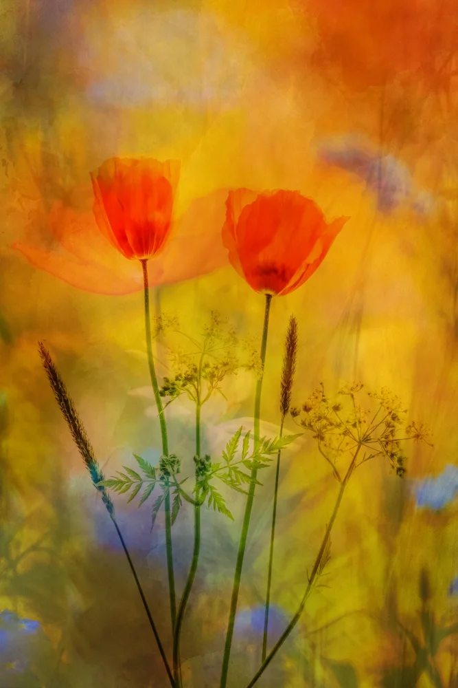 Lee, van Hilda: Fiorito