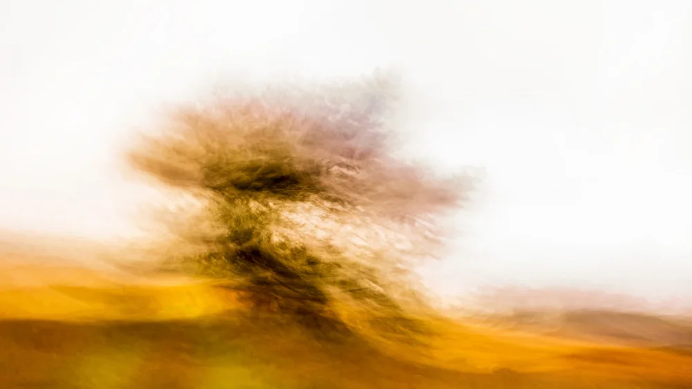 Bouhuijzen, Ina: The Dancing Tree