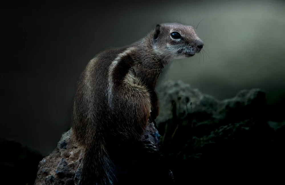 Engström, Erik: Squirrel