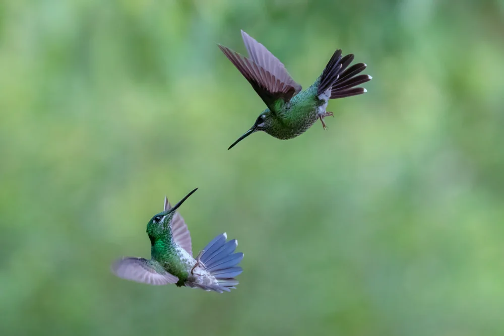 Xu, Sheila: A pair of Green-crowned Brilliant Hummingbirds