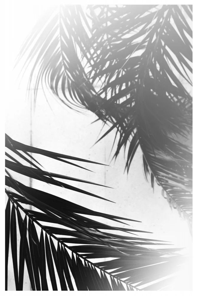Studio, Miuus The: Summer Palms