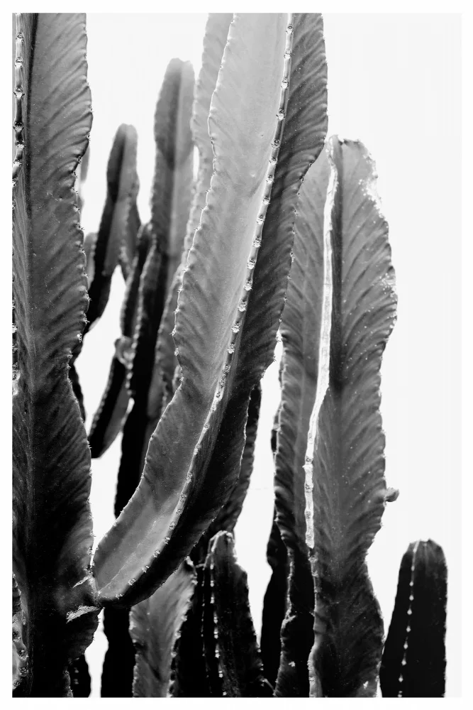 Studio, Miuus The: BOHO Cactus